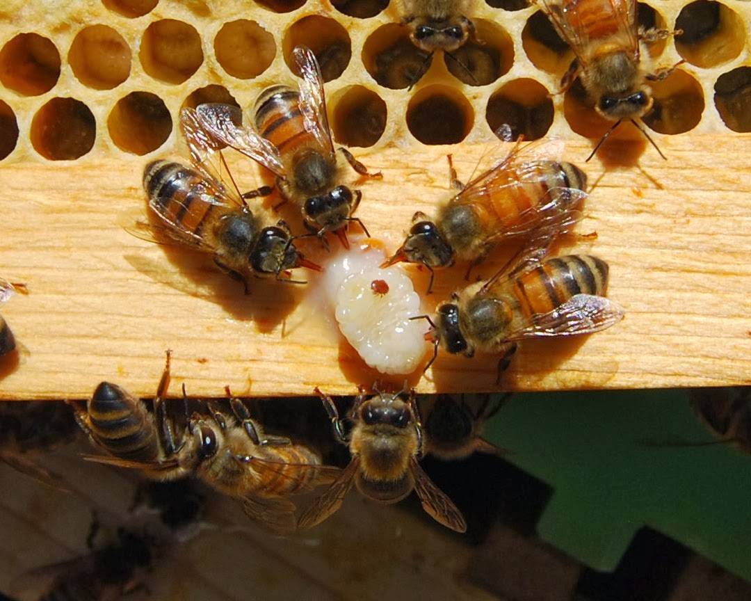 Что нужно знать о лечении пчел от варроатоза