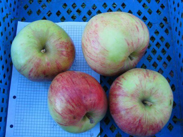 Зеленые сорта яблок 2022 - описание с фото | огородникам инфо
