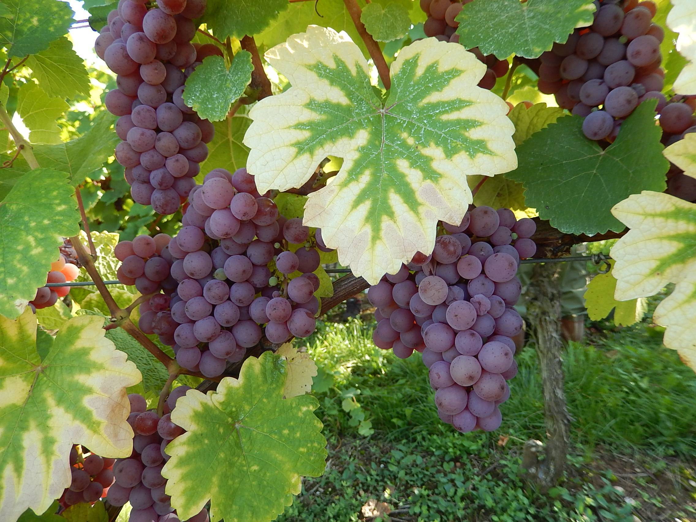 Нуарей — виноград