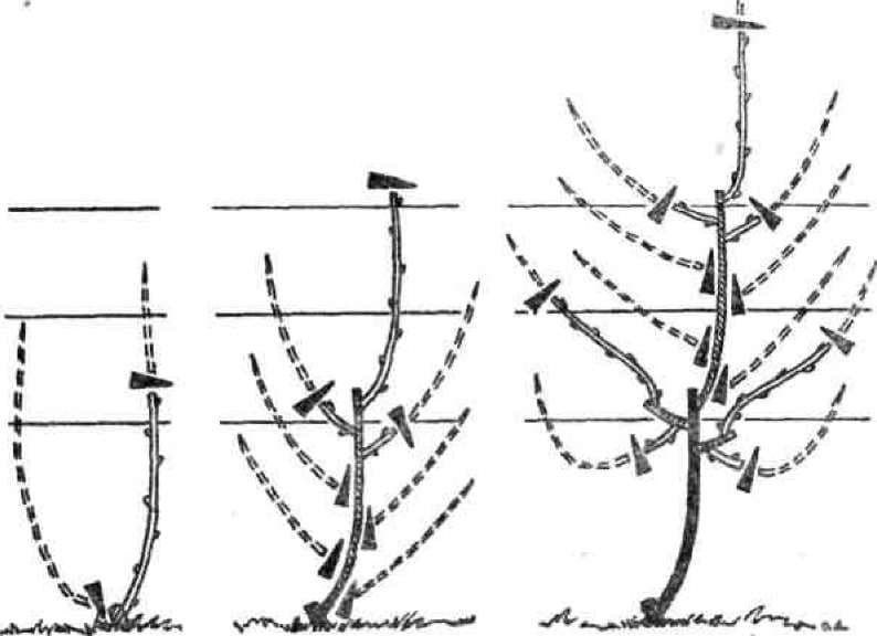 Схема обрезки винограда на второй год - 80 фото