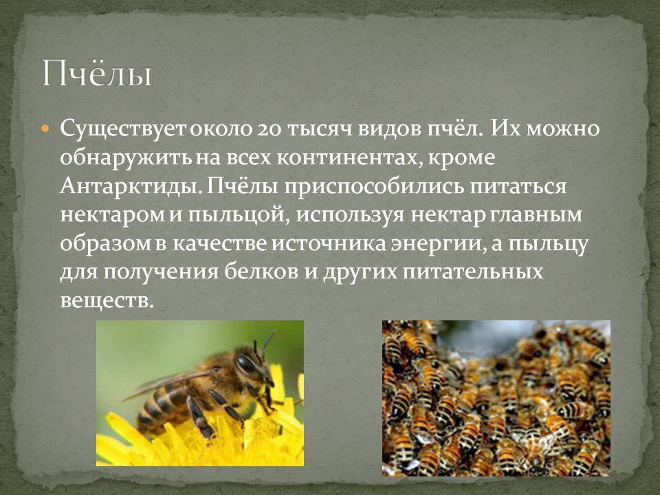 Древняя история пчёл