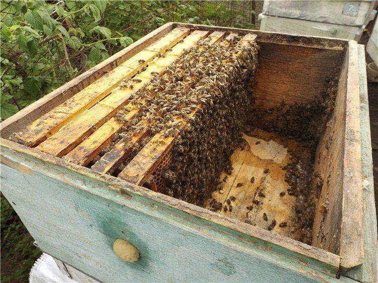 Как правильно сделать отводки пчёл весной без матки: пошаговая инструкция