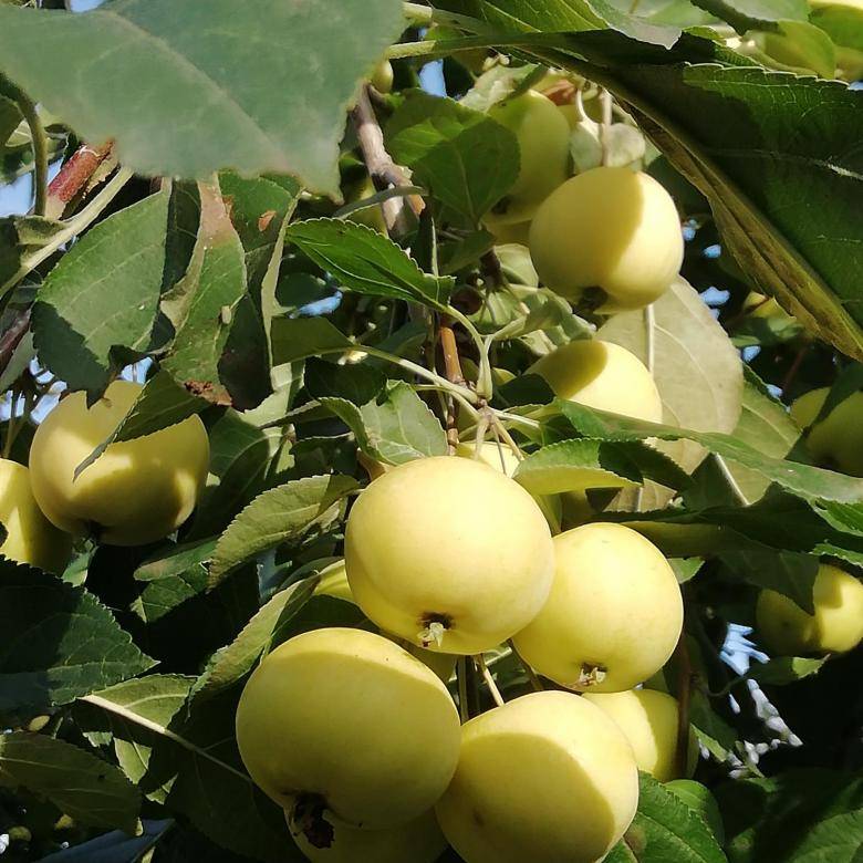 Уральская наливная яблоня: фото и описание сорта selo.guru — интернет портал о сельском хозяйстве
