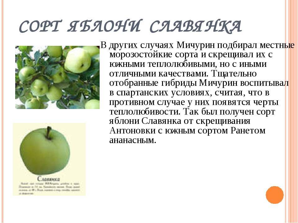 Яблоня славянка: описание, фото дерева и плодов, отзывы о них | tele4n.net