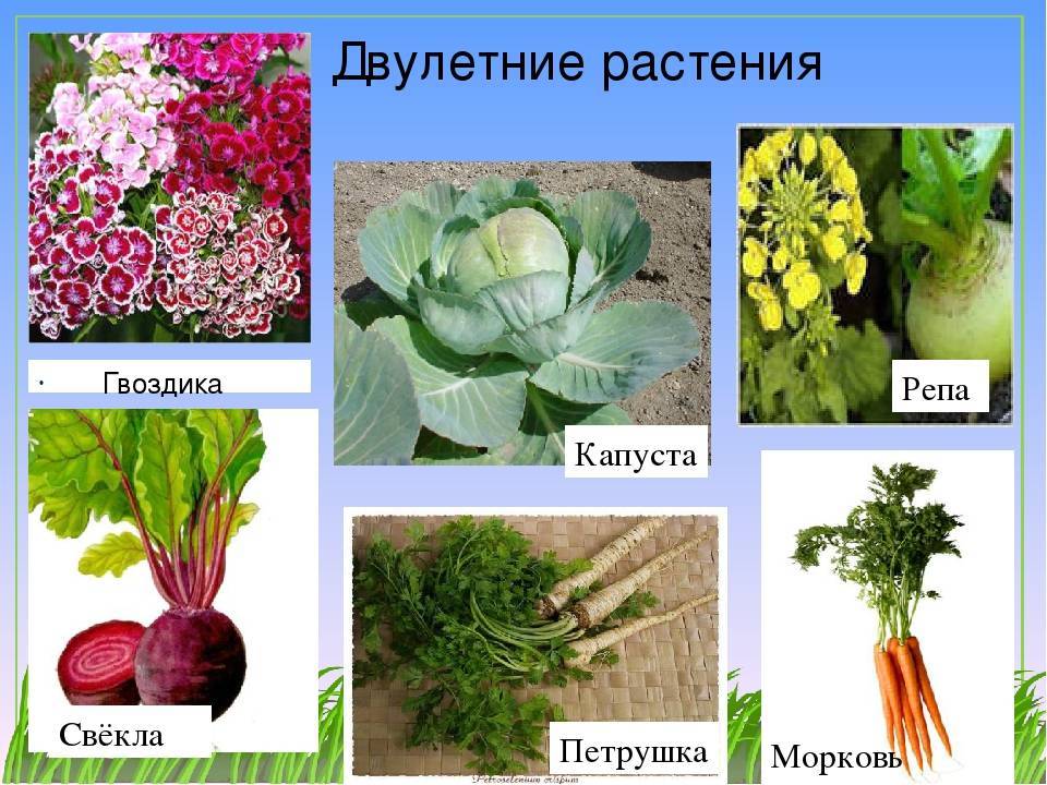 Петрушка — это овощ или нет? описание и особенности растения, фото