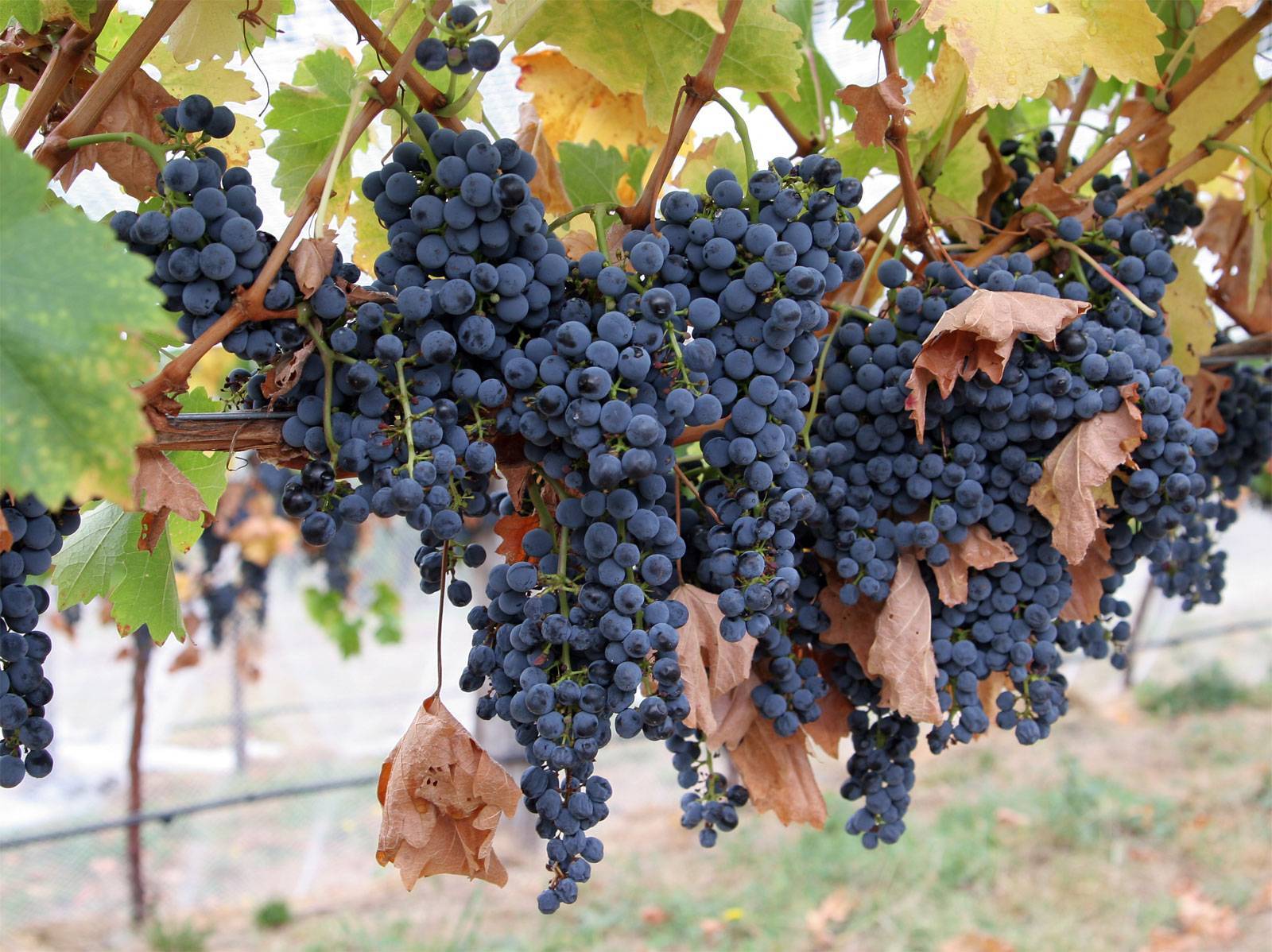 Сорт винограда карменер: описание и основные характеристики