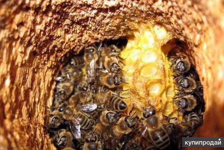 Мед диких пчел — полезные свойства и противопоказания