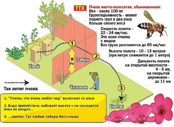 Правила содержания пчел в населенных пунктах
