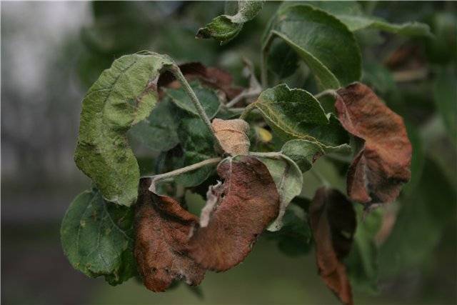Что делать и чем обрабатывать листья яблони, если они скручиваются и краснеют