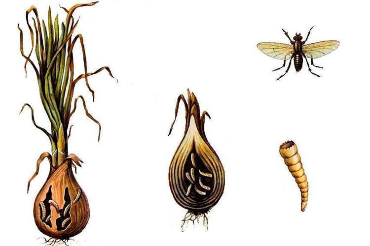 Луковая муха: как с ней бороться на огороде