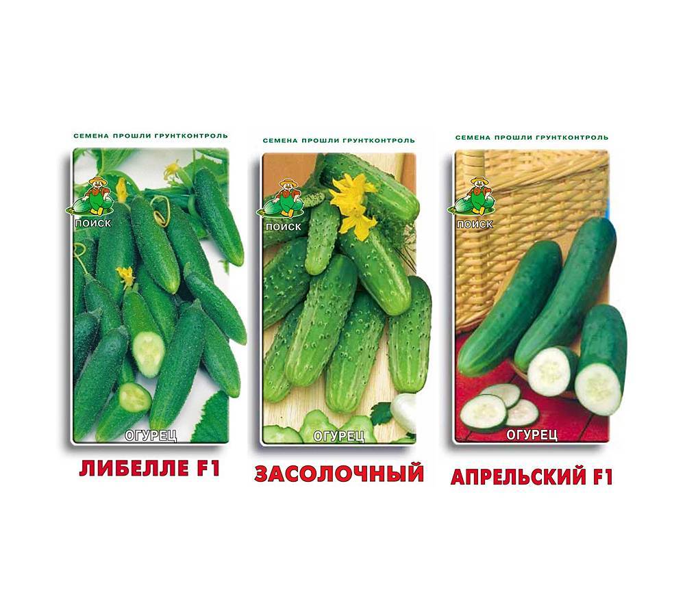 Сорт огурцов лист f1: отзывы, фото, урожайность, секреты выращивания