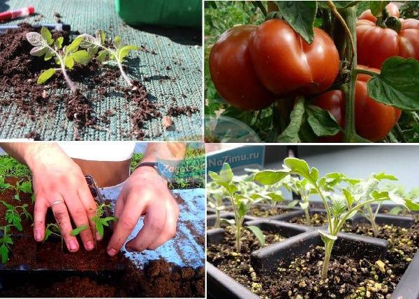 Способы посадки помидоров на рассаду: лучшие методы выращивания томатов, в том числе по м. маслову и терехиной, советы по сооружению приспособлений своими руками русский фермер