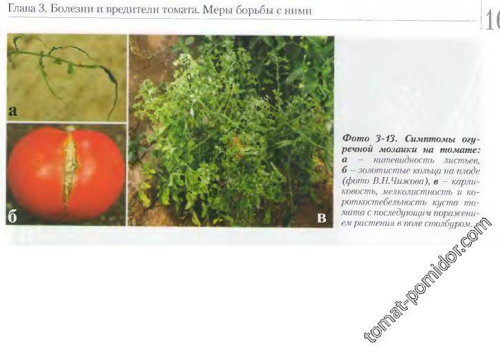 Болезни томатов: фото и их лечение (в теплице и открытом грунте)