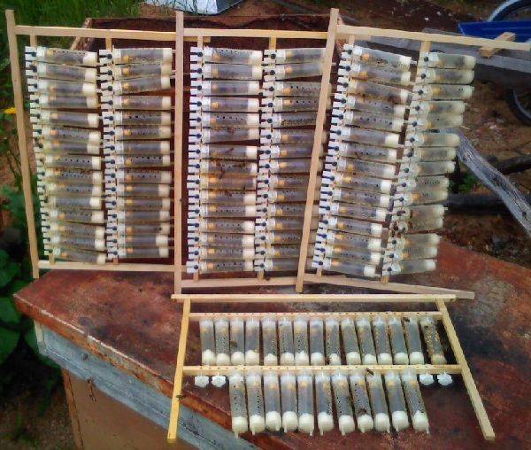 Календарь вывода пчелиных маток: фото, виды, как пользоваться и как сделать