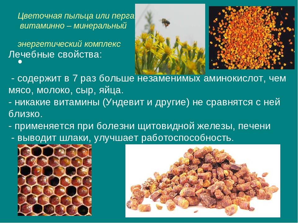 Пыльца пчелиная: полезные свойства, противопоказания, как принимать