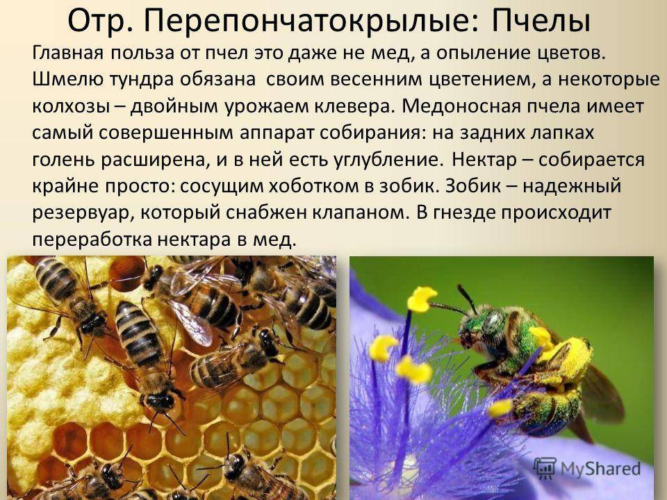 Характеристика и виды пчел, сравнение и помощь в выборе