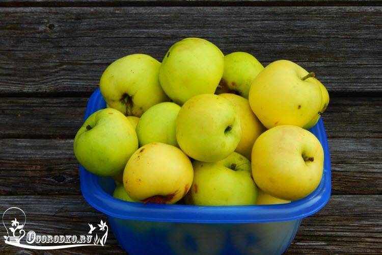 Яблоня славянка — сортовые характеристики