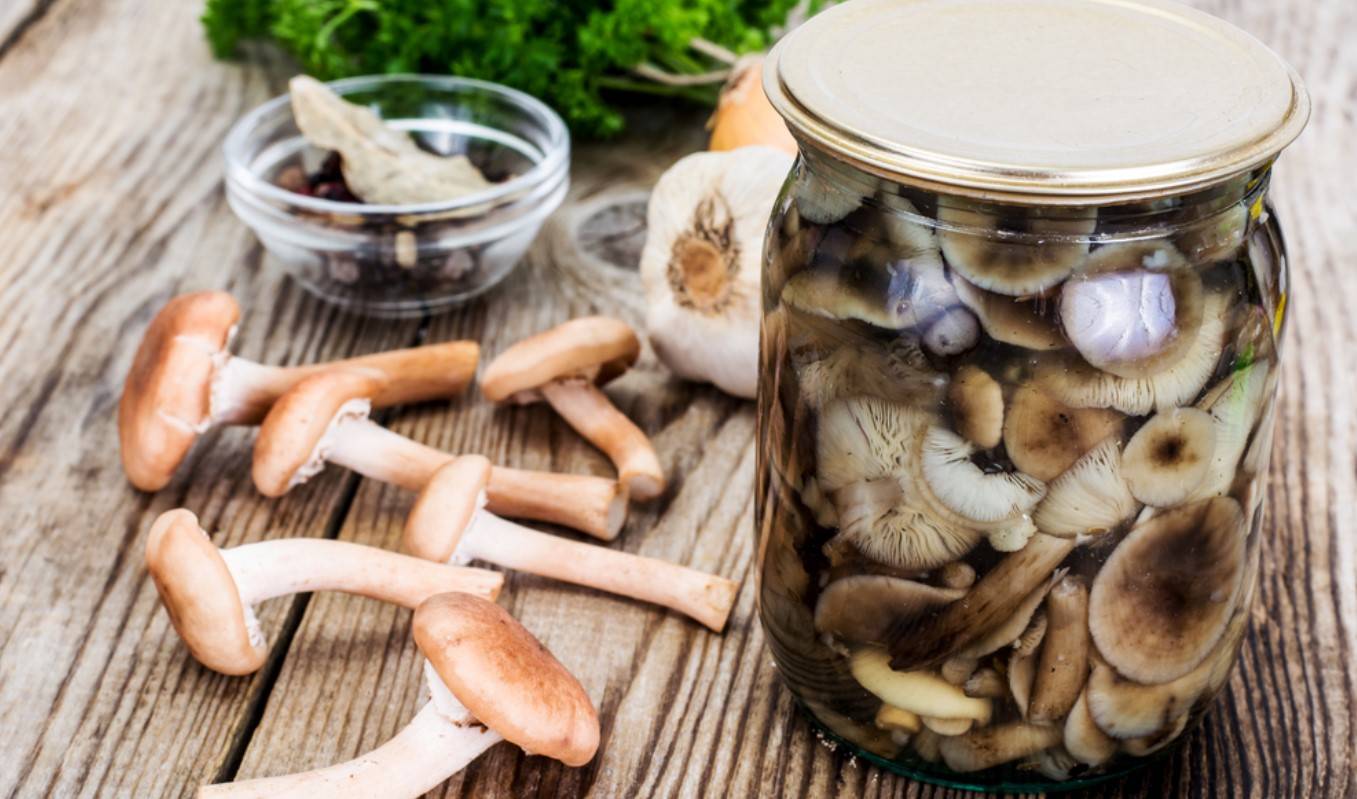 Засолка грибов опят на зиму в банках: горячий способ, лучшие рецепты соления, видео, фото