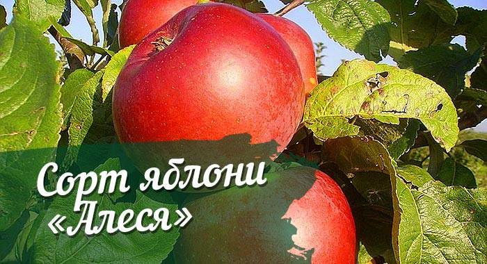 Описание и специфика выращивания яблони сорта алеся
