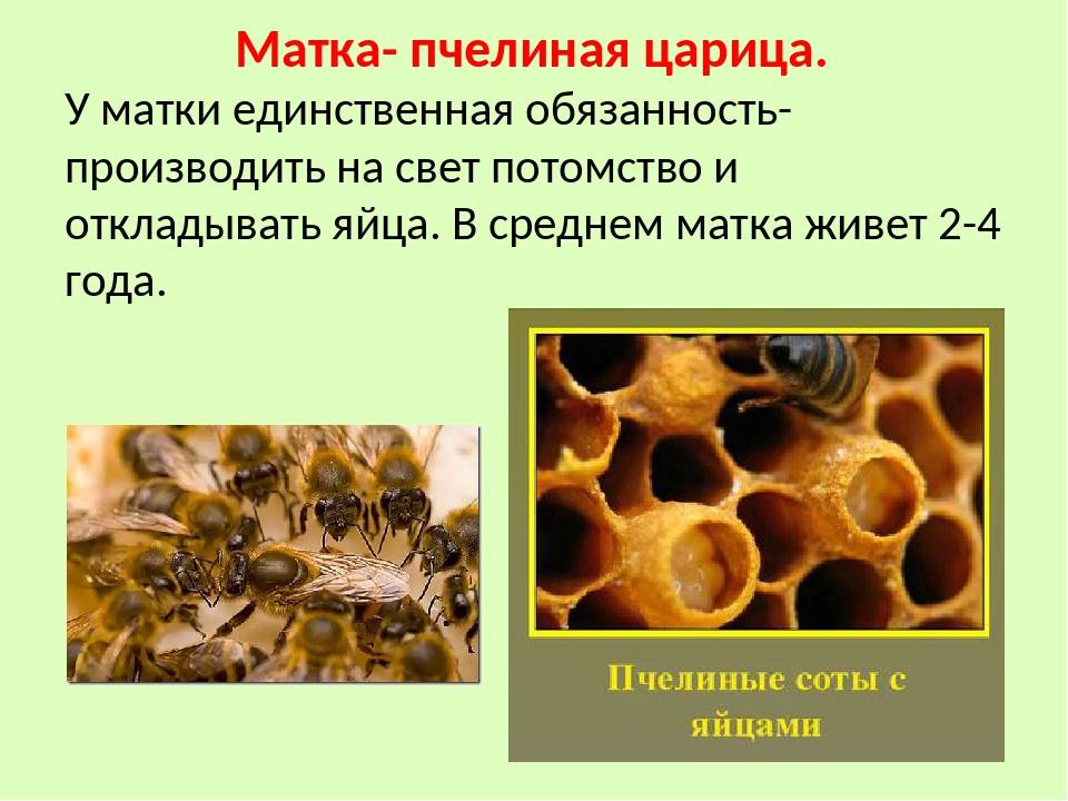 Пчеловодство и биологические особенности пчел.