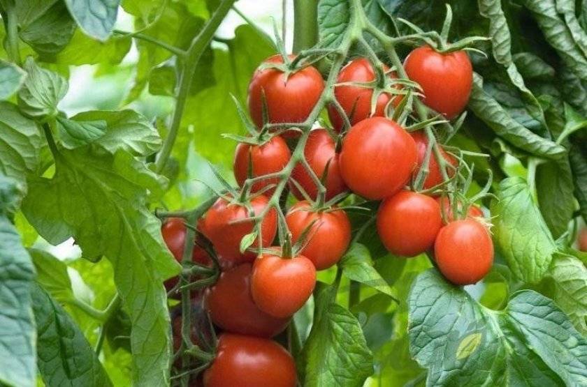 Томат бенито — сорт, набирающий популярность: преимущества и недочеты, выращивание в теплице и открытом грунте