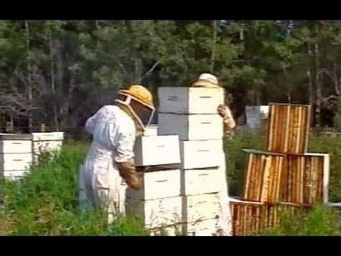 История пчеловодства: от древности к современности | из истории пчеловодства | пчеловод.ком