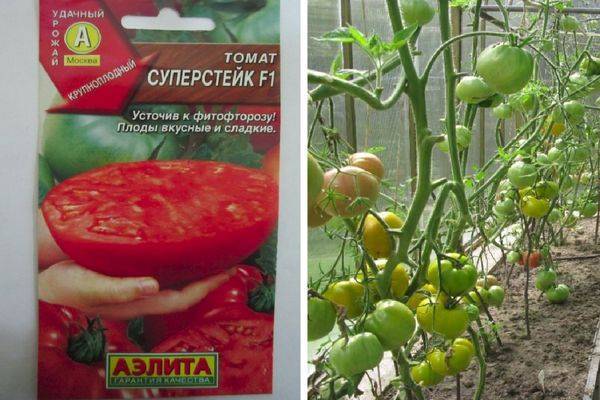 Что представляет собой томат Суперстейк, описание и выращивание