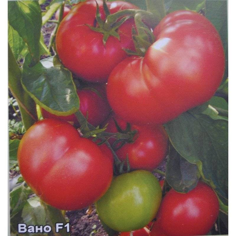 Описание крупноплодных томатов Вано, выращивание и уход за гибридным сортом
