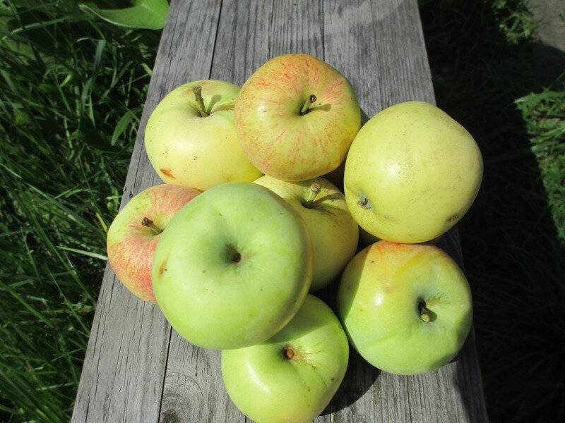 7 самых сладких сортов яблок