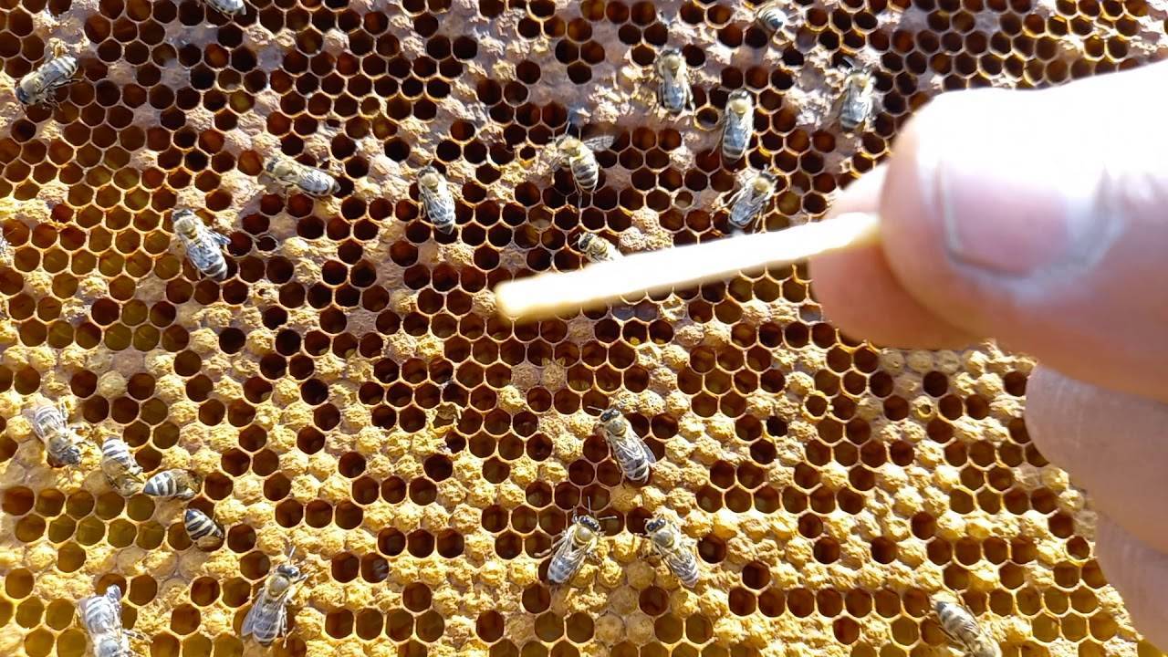 Профилактика и лечение аскосфероза у пчел