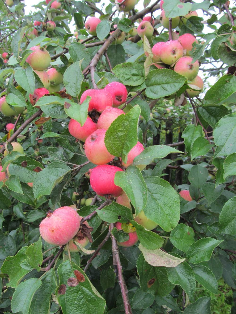 Почему падают яблоки с яблони в июле: что делать если преждевременно опадают, причины
