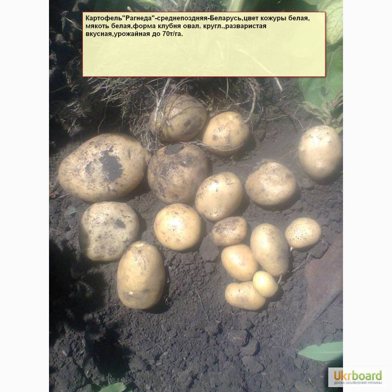Характеристика картофеля сорта лилея - журнал садовода ryazanameli.ru