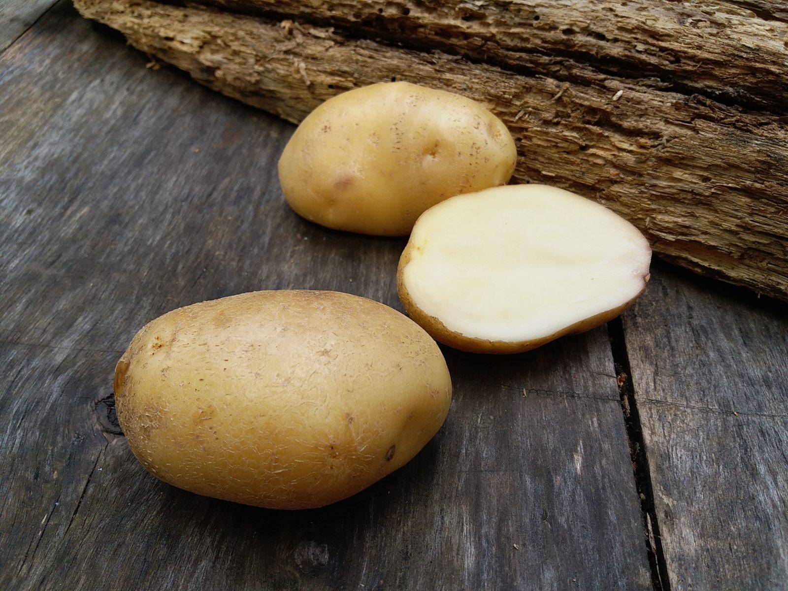 Картофель лорх: характеристика и особенности сорта