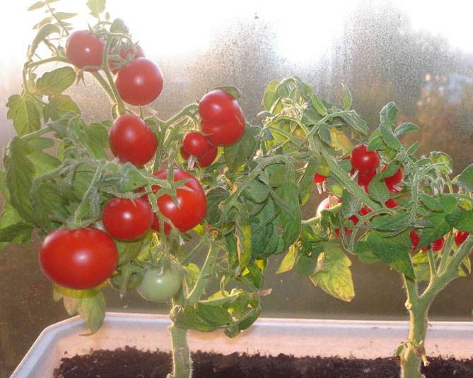 Описание и характеристики помидоров Балконное чудо, выращивание в домашних условиях