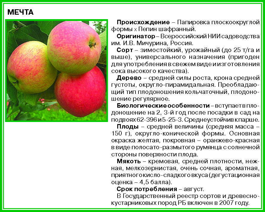 Описание сорта яблони мечта: фото яблок, важные характеристики, урожайность с дерева