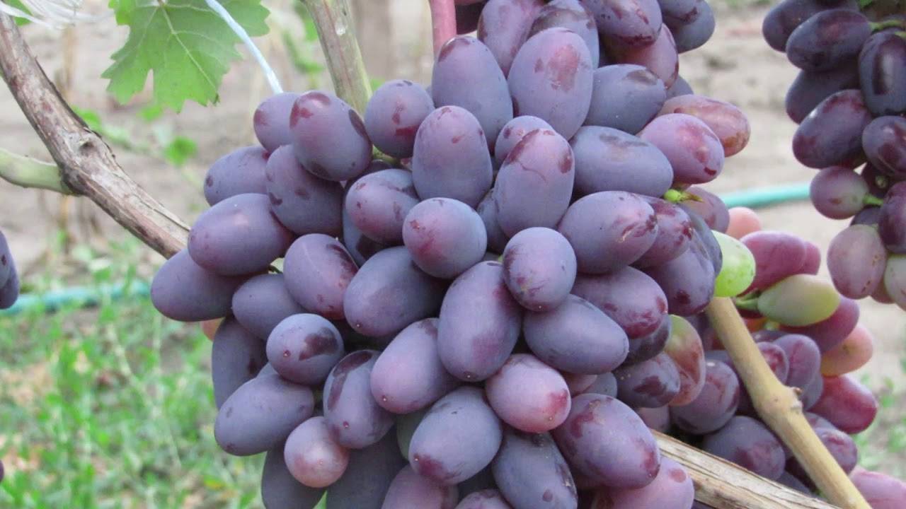 Виноград байконур: описание сорта, оурожайность, фото, отзывы