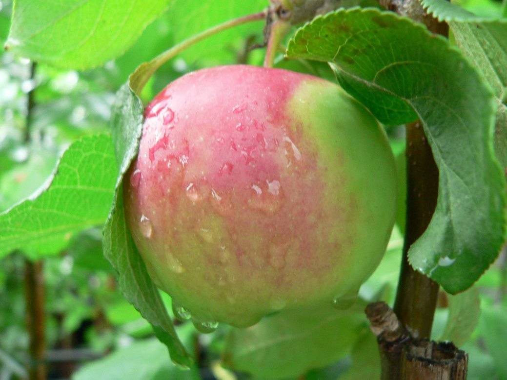 Сорта яблонь для костромской области с фото и описанием
