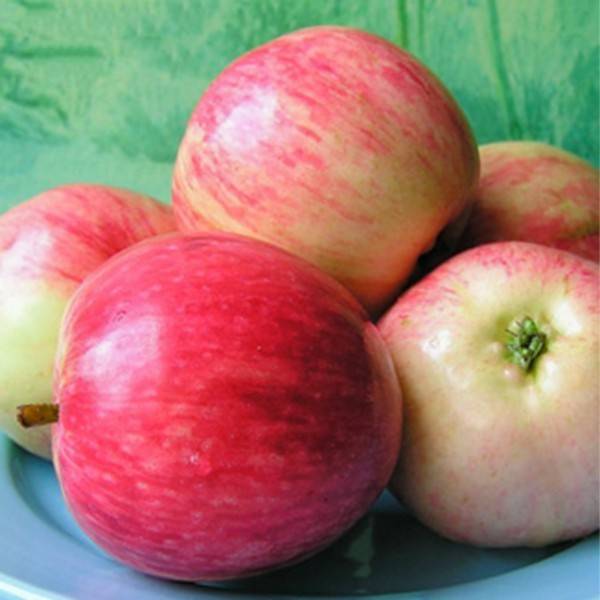 Секреты успешного выращивания яблони башкирская красавица - агро эксперт