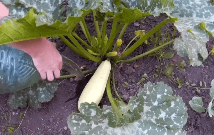 Как выращивать и ухаживать за кабачками в теплице из поликарбоната
