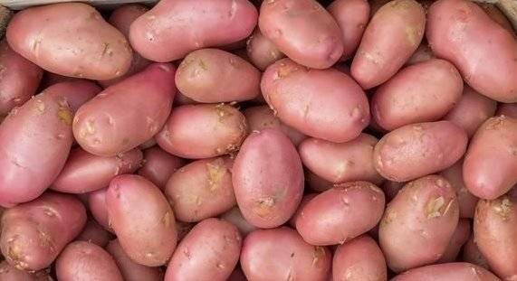 Картофель красавчик: описание, характеристика, урожайность и вкусовые качества сорта, выращивание и особенности ухода, фото, видео, отзывы