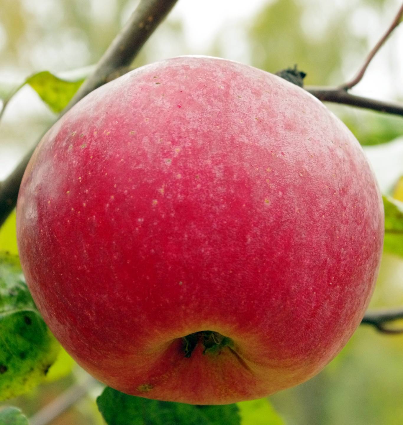 Яблоня флорина: описание сорта, правила выращивания и уход
