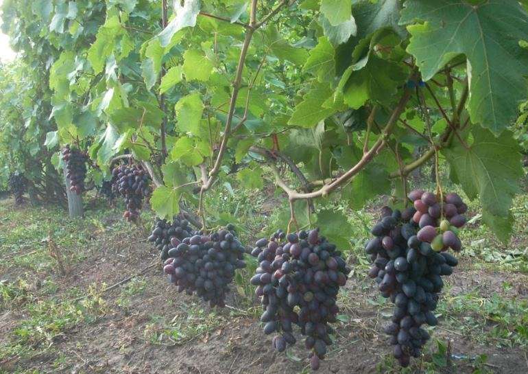 Виноград «амурский»: описание сорта, фото, посадка и уход