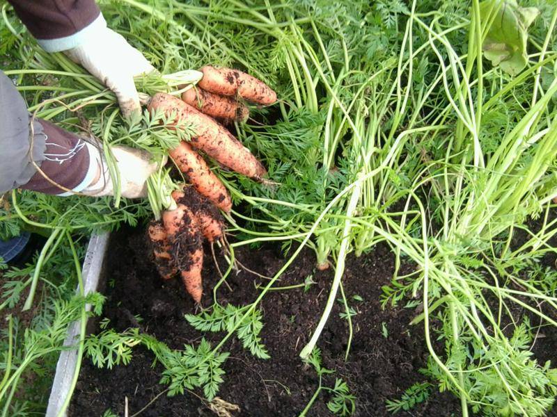 Необычные способы посева семян моркови без дальнейшего прореживания