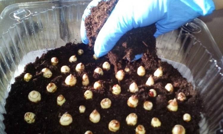 Выращивание фрезий в горшке, и посадка и уход в открытом грунте