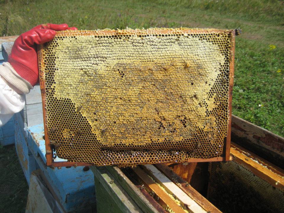 Как и для чего пчелы делают мед?