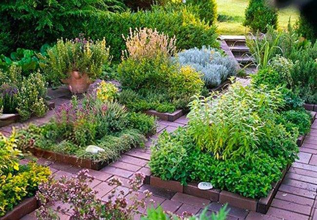 Пряные травы: какие ароматные растения можно высадить на даче или огороде