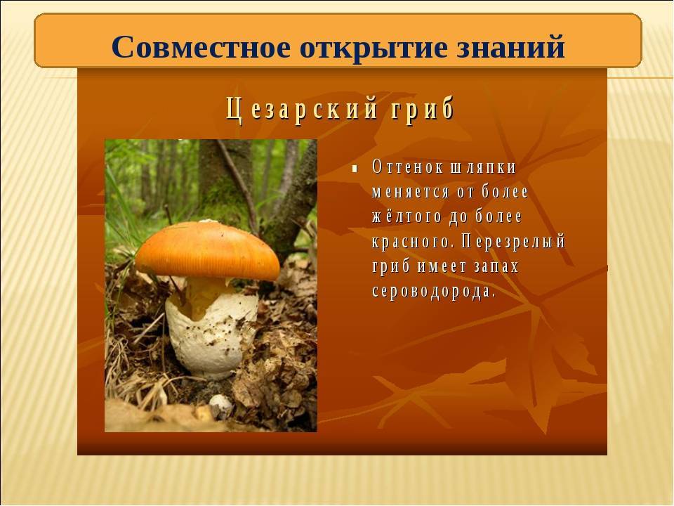 Мухомор цезарский (царский): фото съедобного гриба, лечебные свойства и интересные факты о мухоморе цезаря