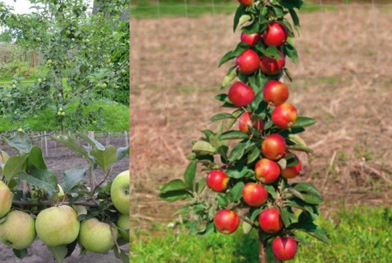 Карликовые яблони сорта - обрезка весной, высота и плодоношение, посадка