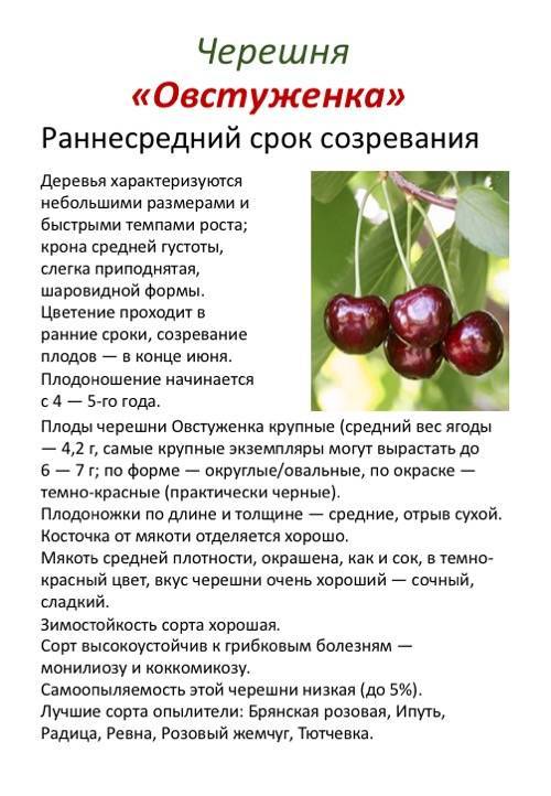Особенности сорта вишни тамарис