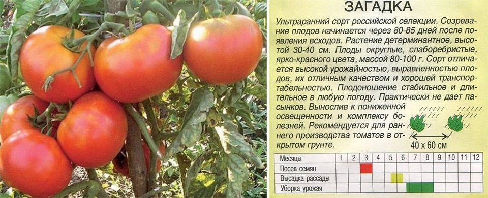 Томат «загадка»: описание сорта, фото и основные характеристики помидора